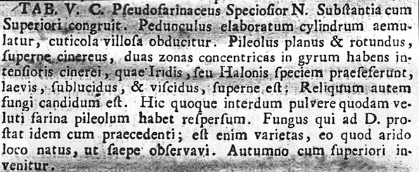 Amanita battarrae, description from Battarra's Fungorum Agri... (1755).  [photocopy]