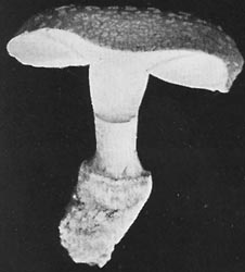 Amanita pubescens sensu Coker (1917)