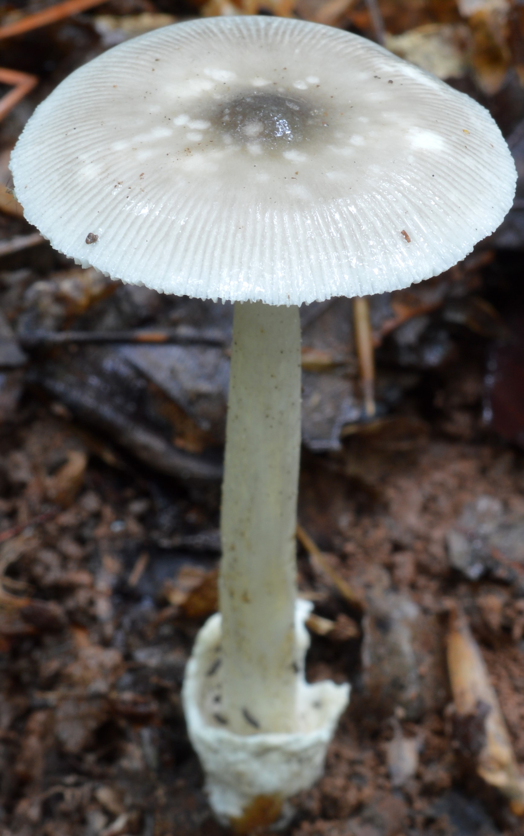 Amanita sp-S11   