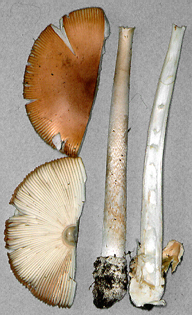 Amanita americrocea, Minnesota, U.S.A.  RET 266-2.