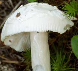 Amanita rasitabula - Dr. Andrus Voitk